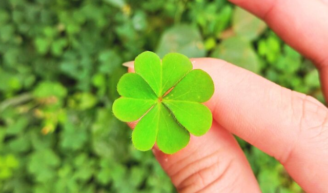 Las 10 supersticiones más populares: trebol de 4 hojas