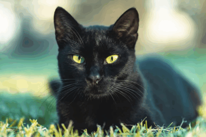Las 10 supersticiones más populares