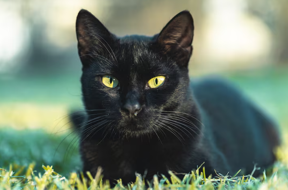 el mito del gato negro