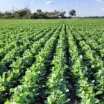 El nuevo trabajo en el campo argentino que paga un sueldo millonario