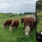 Chau alambrados: startup revoluciona el campo con cercas virtuales y manejo de vacas por celular