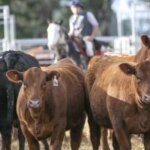 Boom de la ganadería: el ternero sigue con demanda firme y buenos precios
