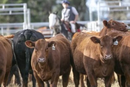 Boom de la ganadería: el ternero sigue con demanda firme y buenos precios