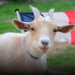 Francia: Condenan a un inmigrante afgano por violar animales para “evitar violar a mujeres”