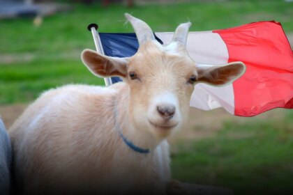 Francia: Condenan a un inmigrante afgano por violar animales para “evitar violar a mujeres”