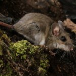 El secreto genético de un ratón que vive en los Andes y que podría ayudar a tratar enfermedades cardíacas y cáncer
