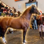 Récord histórico: pagaron USD 100.000 por el 90% de un caballo criollo argentino en Palermo
