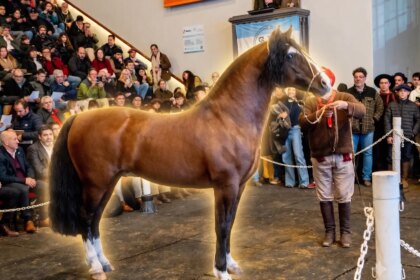 Récord histórico: pagaron USD 100.000 por el 90% de un caballo criollo argentino en Palermo