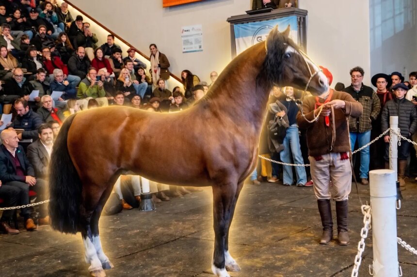 Récord histórico: pagaron USD 100.000 por el 90% de un caballo criollo argentino en Palermo