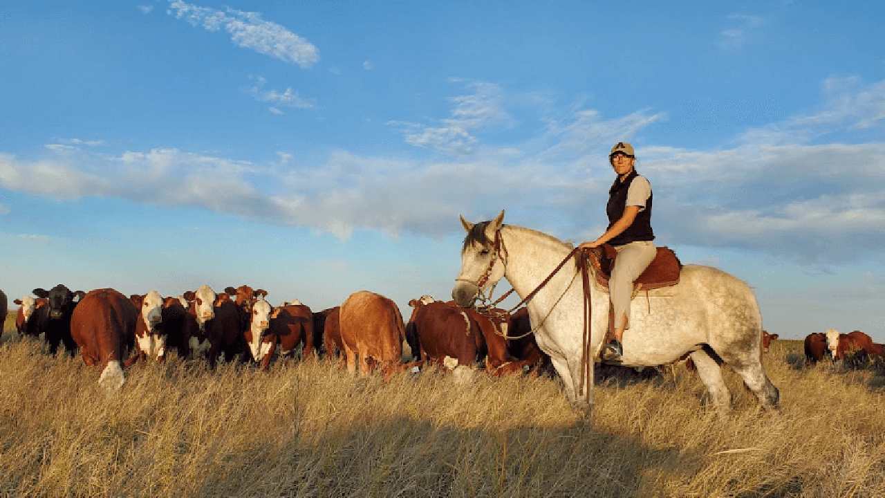campo