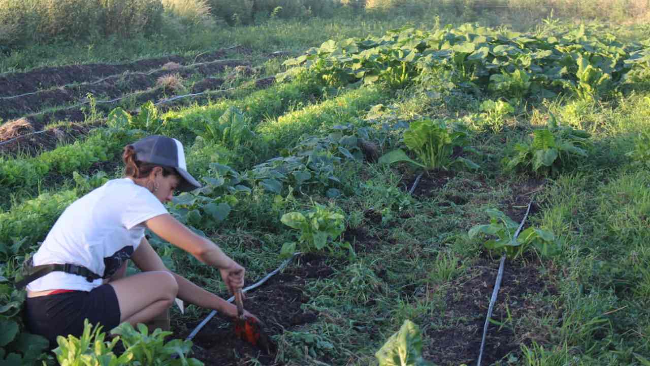 campo