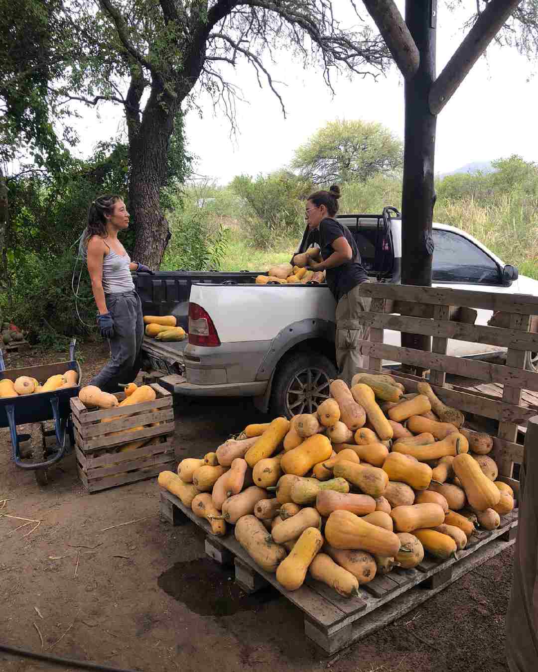 campo