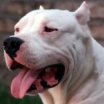 Córdoba: operan a un niño atacado por un perro