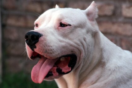 Córdoba: operan a un niño atacado por un perro
