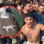 Denuncian la aparición de gatos muertos y gaviotas devoradas en Ceuta tras la invasión migratoria