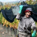“Actualización Salarial Octubre: Nuevas Tarifas y Escala para Peones Rurales”