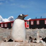 Buscan personas para contar pingüinos en la Antártida y pagan hasta 2.500 euros al mes