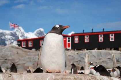 Buscan personas para contar pingüinos en la Antártida y pagan hasta 2.500 euros al mes