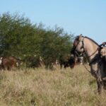 Ya se sabe cuánto cobrará un peón rural en octubre y noviembre de 2026